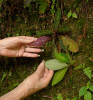Patrick Blanc showing the red anthocyanic and the plain green leaf forms of Codonoboea curtisii growing side by side on vertical earth bank, Fraser&#039;s Hill, Malaysia, Dec. 2016