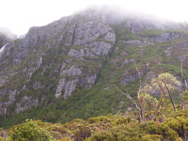 Shrubby vegetation along rock cracks, Cradle Mountain, Tasmania