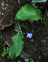 Siphonochilus brachystemon, leafy shoots in forest understory and one flower with bright blue labellum, Sonjo waterfall, Udzungwa NP, Tanzania