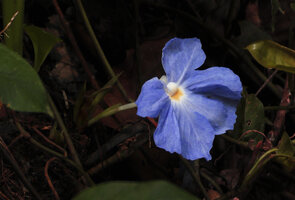 Siphonochilus brachystemon, way to Sonjo waterfall, Udzungwa NP, Tanzania