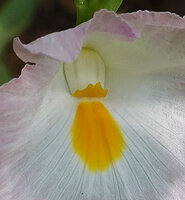 Siphonochilus kirkii, pink and white flower form, dark vein lines and yellow guides on labellum and yellow topped recurved anther crest, Udzungwa NP, Tanzania