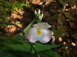 Siphonochilus kirkii, pink and white flower form, labellum and yellow topped recurved anther crest, Udzungwa NP, Tanzania