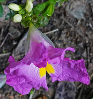Siphonochilus kirkii, pink form, flower with small green cup shaped calyx, three hyaline petal lobes and pink labellum, Morogoro, Tanzania