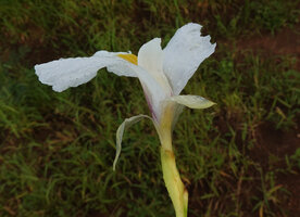 Siphonochilus kirkii, white flower form, bracts, petal lobes, labellum and anther crest, Katavi NP, Tanzania