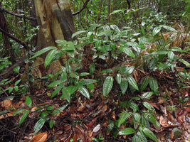 Smilax calophylla, erect part of stem bearing cataphylls and plagiotropic leafy distal part, Bukit Timah, Singapore