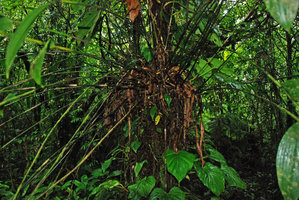 Sobralia helleri, base of epiphytic clump accumulating humus, Tenorio, Costa Rica
