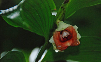 Sobralia helleri, flower close-up, Tenorio, Costa Rica