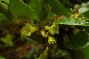 Solanaceae sp. of the Witheringia alliance exhibiting anisophylly on plagiotropic shoots, flowers, Utria NP, Choco, Colombia
