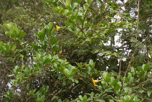 Solandra brachycalyx climbing and flowering in forest edge trees, Chicaque, Soacha, Colombia