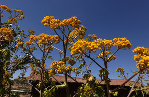 Solanecio gigas, inflorescences, Gondar, Ethiopia