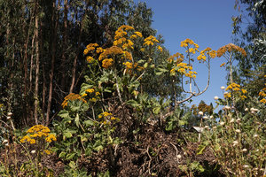 Solanecio gigas in full bloom, Gondar, Ethiopia