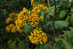 Solanecio gigas, part of inflorescence with many flower heads, Bale, Ethiopia