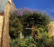 Solanum amygdalifolium in full bloom at the Green Hotel, Paris, Nov. 2020