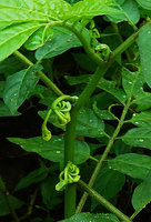 Solanum trizygum, axillary inflorescences, Mirador Rey Tepepul, Lake Atitlan, Guatemala