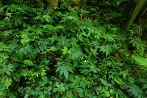 Solanum trizygum, population on seeping earth slope in forest understory, Mirador Rey Tepepul, Lake Atitlan, Guatemala