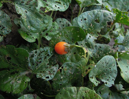 Solanum violaefolium, bright orange baccate fruit, Inkaterra, Madre de Dios, Peru
