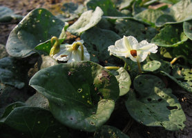 Solanum violaefolium, flower close-up, Inkaterra, Madre de Dios, Peru