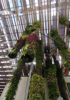 Some Green Hanging Columns at PAMM Museum, Miami, July 2016