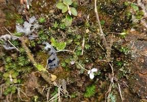 Sonerila affinis flowering on its seeping rock habitat, Maskeliya, Sri Lanka