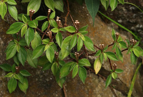 Sonerila annamica, erect rain splash seed dispersal capsules and hairy leaves, Ba Na Hills, Da Nang, Vietnam