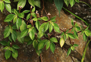Sonerila annamica, erect rain splash seed dispersal capsules and hairy leaves, Ba Na Hills, Da Nang, Vietnam