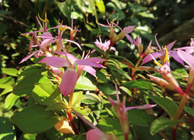 Sonerila annamica flowers, Ba Na Hills, Da Nang, Vietnam