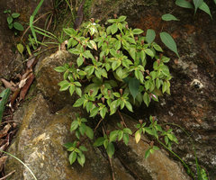 Sonerila annamica, ripe erect rain splash seed dispersal capsules, Ba Na Hills, Da Nang, Vietnam