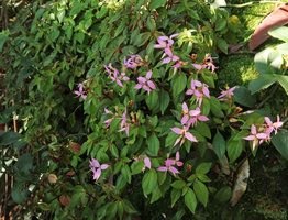 Sonerila annamica, synchronous flowering stems of the branched individual, view from above, Ba Na Hills, Da Nang, Vietnam