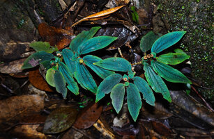 Sonerila beccariana, bright blue iridescence under flash light, Mount Silam, Lahad Datu, Sabah, Borneo