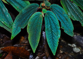 Sonerila beccariana, bright blue iridescenct leaves under flash light, Mount Silam, Lahad Datu, Sabah, Borneo