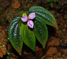 Sonerila beccariana, flower at anthesis, Mount Silam, Lahad datu, Sabah, Borneo