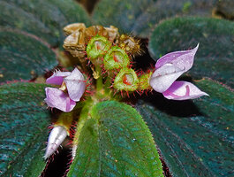 Sonerila beccariana, flowers and maturing capsules covered by erect red stiff hairs, Mount Silam, Lahad Datu, Sabah, Borneo