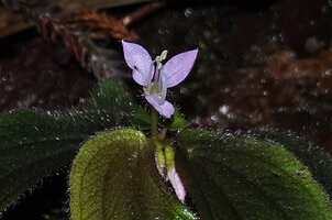 Sonerila beccariana, flower with three stamens, Mount Silam, Lahad Datu, Sabah, Borneo