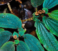 Sonerila beccariana, mature capsules, anisophylly and big leaf base asymmetry, Mount Silam, Lahad Datu, Sabah, Borneo