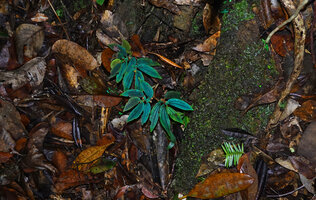Sonerila beccariana on vertical rocky bank, bright blue iridescence under flash light, Mount Silam, Lahad Datu, Sabah, Borneo