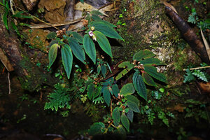 Sonerila beccariana, population on vertical rocky face exhibiting a slight blue iridescence without flash light, Mount Silam, Lahad Datu, Sabah, Borneo