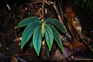 Sonerila beccariana, slight blue iridescence without flash light, Mount Silam, Lahad Datu, Sabah, Borneo