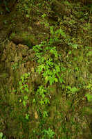 Sonerila cf. coimbatorensis, dense population on vertical shaded earth bank, Pon Mudi, Kerala, India