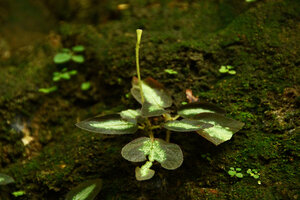 Sonerila cf. coimbatorensis, long inflorescence peduncule and solitary tubular green hypanthium, Pon Mudi, Kerala, India