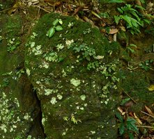 Sonerila cf. coimbatorensis, population on a shaded rock covered by mosses and lichens, Pon Mudi, Kerala, India
