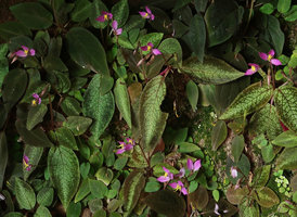 Sonerila harmandii, leaves and flowers, Phu Hin Rong Kla NP, Phitsanulok, Thailand