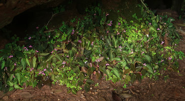 Sonerila harmandii, mixed leaf colour population, most juvenile individuals having green iridescent leaves, just as many cave dwelling Gesneriaceae, Phu Hin Rong Kla NP, Phitsanulok, Thailand