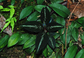 Sonerila griffithii, a black leaved form with blue iridescence in young leaves, Khao Yai NP, Thailand