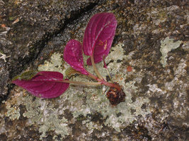 Sonerila griffithii, tuberous base and red anthocyanic leaf abaxial surface, Gunung Ledang, Johore, Malaysia