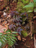 Sonerila hirsuta, brown and blue iridescent leaves, Gunung Brinchang, Cameron Highlands, Malaysia