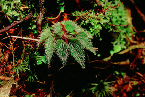 Sonerila hirsuta ( often considered as Sonerila tenuifolia var. hirsuta), long transparent hairs acting like optic fibers, Cameron Highlands, Malaysia