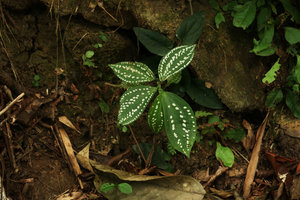 Sonerila integrifolia, a form with irregular white refractive blotches, Fraser&#039;s Hill, Malaysia