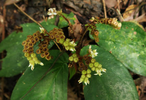 Sonerila integrifolia, flowers and erect dry rain splash seed dispersal capsules, Cameron Highlands, Malaysia