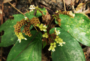 Sonerila integrifolia, flowers and erect dry rain splash seed dispersal capsules, Cameron Highlands, Malaysia