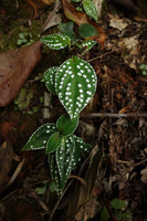 Sonerila maculata, bright white refringent circular blotches unevenly distributed on upper leaf surface, evenly distributed on leaf marginal teeth, Kaeng Krachan NP, Thailand
